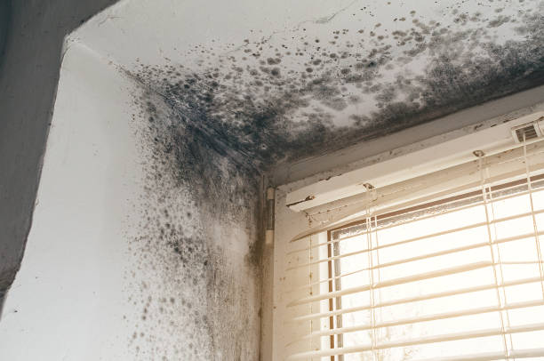 Affordable Commercial Mold Remediation solutions in Ashton, MD